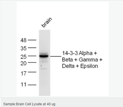 6051b2ad95cc6.png image.png