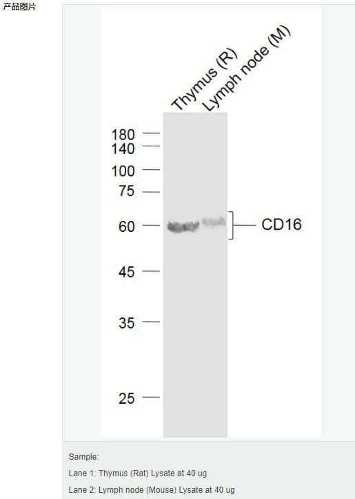 60544bf14f06d.png image.png