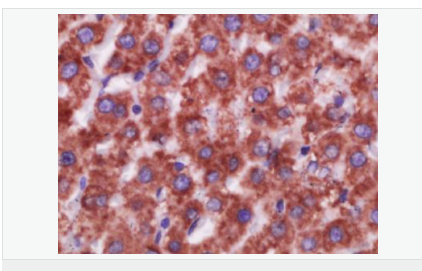 60544c0695dfd.png image.png