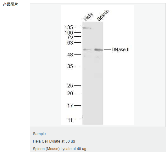 606bcf07bf161.png image.png