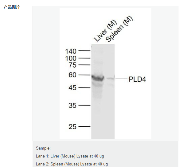 60792e9dadac6.png image.png